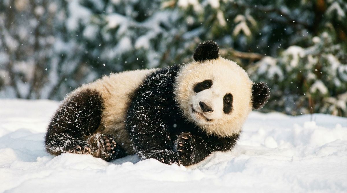 榴莲视频熊猫视频社区